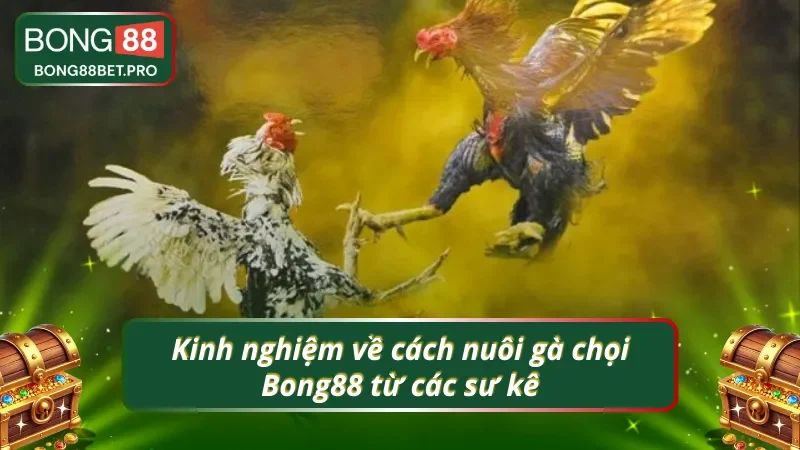 Kinh nghiệm về cách nuôi gà chọi Bong88 từ các sư kê