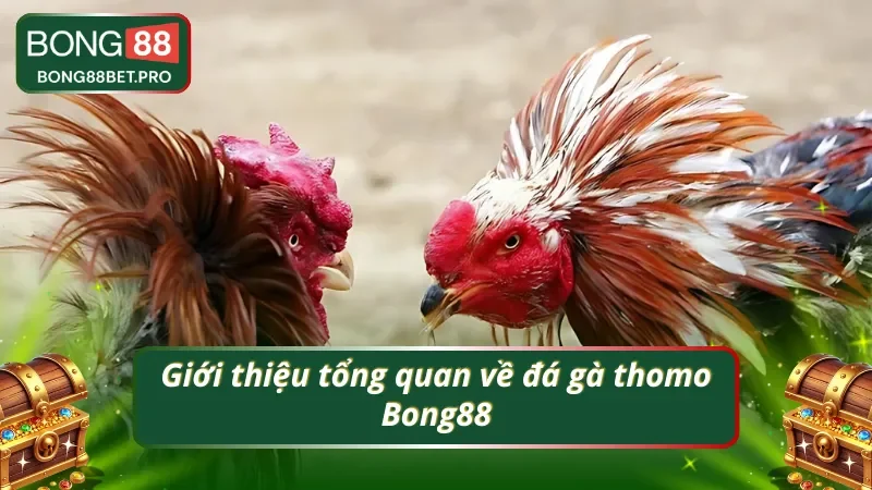 Giới thiệu tổng quan về đá gà thomo Bong88