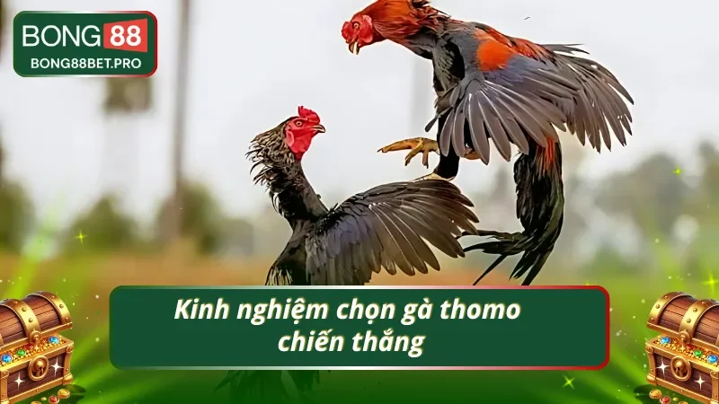 Kinh nghiệm chọn gà thomo chiến thắng